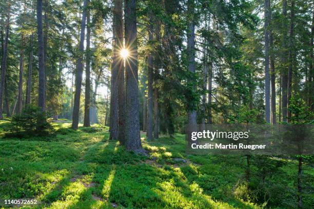 sun with sunbeams in forest at morning. dolomites, trentino, italy, europe. - bosco foto e immagini stock