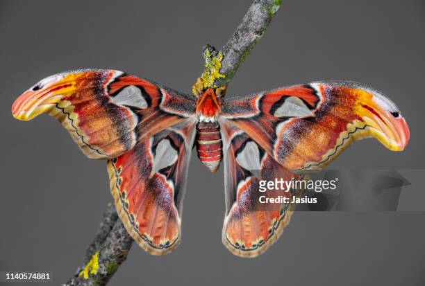 attacus atlas – atlas moth - mariposa nocturna atlas fotografías e imágenes de stock