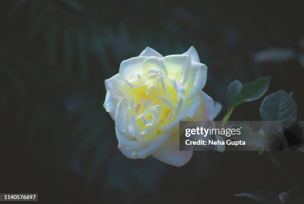 White Color Roses Single Single White Rose Photos and Premium High Res Pictures - Getty Images