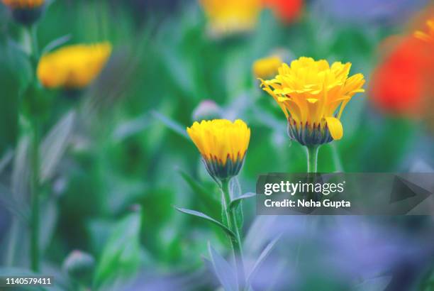 field of pot marigolds - calendula stock-fotos und bilder