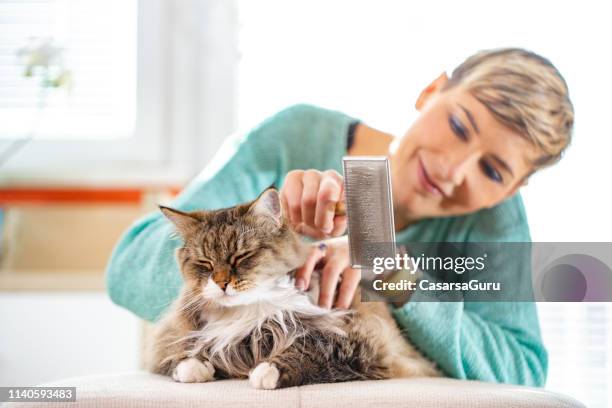 leende vuxen kvinna borsta hennes siberian cat inomhus - sibirisk katt bildbanksfoton och bilder