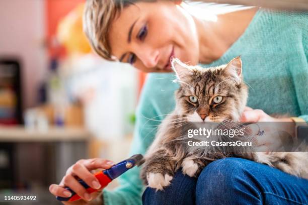 leende vuxen kvinna borsta hennes siberian cat - sibirisk katt bildbanksfoton och bilder