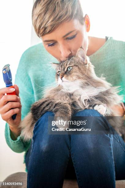 female pet owner kissing her siberian cat after brushing him - siberian cat stock pictures, royalty-free photos & images