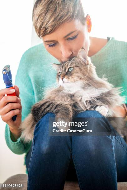 kvinnlig sällskaps djur ägare kysser hennes siberian cat efter borsta honom - sibirisk katt bildbanksfoton och bilder