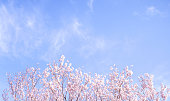 Beautiful yoshino cherry blossoms sakura (Prunus × yedoensis) tree bloom in spring in the park, copy space, close up, macro.