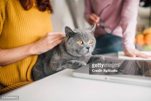 vrouwen holding cat door laptop - cat laptop stockfoto's en -beelden