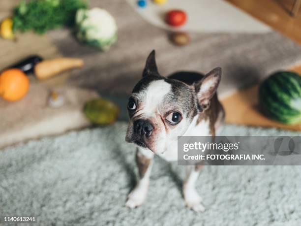cute dog playing with groceries - caught in the act stock pictures, royalty-free photos & images