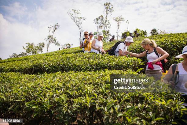 exploration de la plantation de thé - munnar photos et images de collection