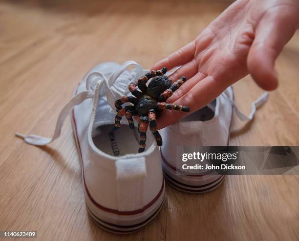 spider in shoe - arachnophobia stock pictures, royalty-free photos & images