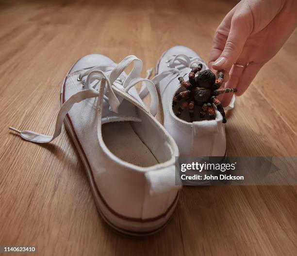 spider in shoe - april fools day stock pictures, royalty-free photos & images