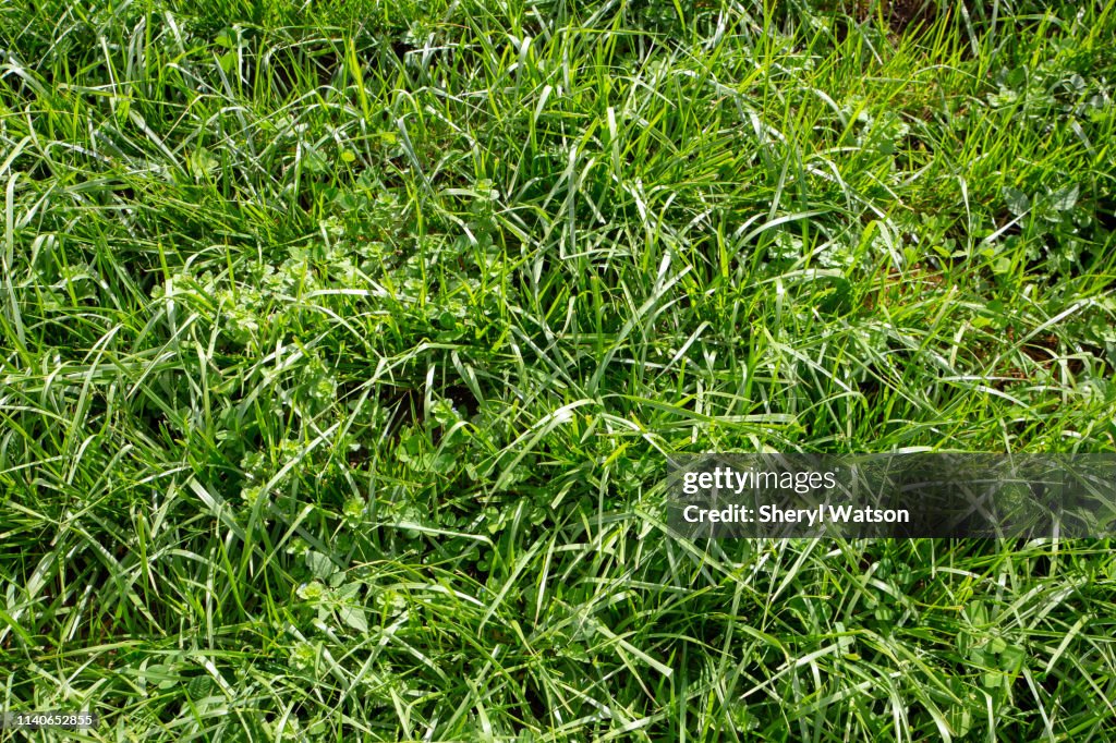 Hohe Feste für Lagerfutter auf Bauernhöfen angebaut