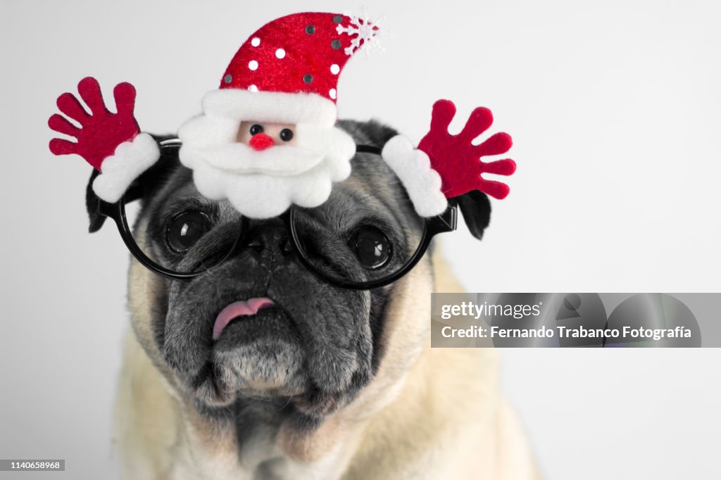 Dog with christmas glasses