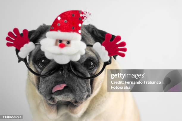 dog with christmas glasses - sunglasses and puppies stock pictures, royalty-free photos & images