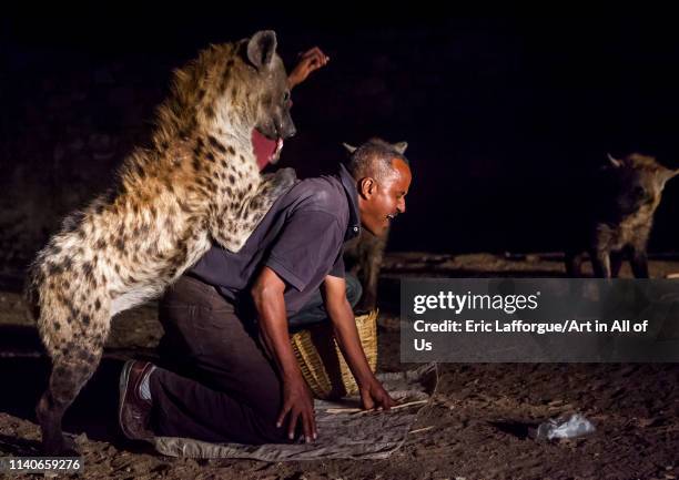 The hyena man of harar and tourist feed raw meat to wild hyenas, Harar, Ethiopia on January 10, 2014 in Harar, Ethiopia.