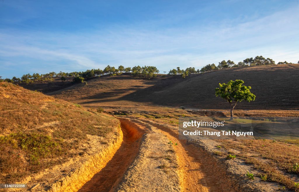 Alone tree by road