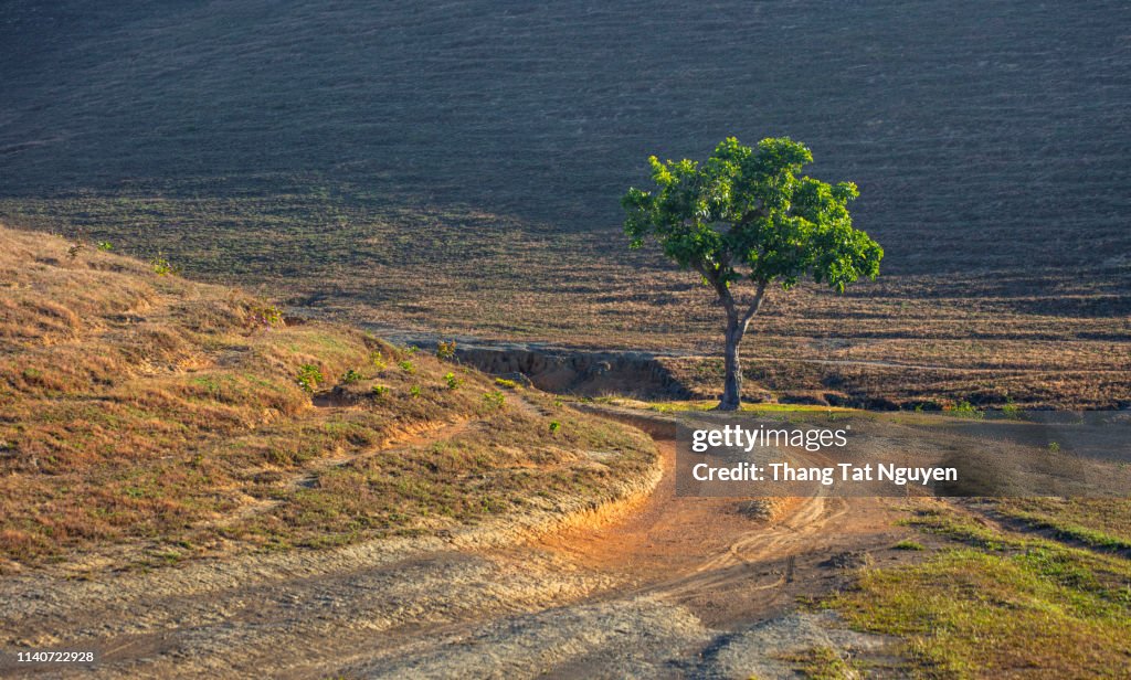 Alone tree by road