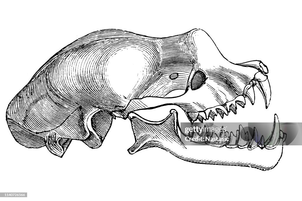 Greater horseshoe bat( Rhinolophus ferrumequinum) skull, enlarged
