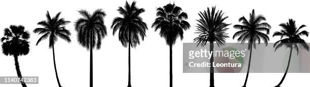highly detailed palm trees - panoramic stock illustrations