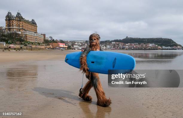 Will Hyde from Darlington wears the costume of the Chewbacca character from the movie Star Wars as he carries a surf board across the beach after...
