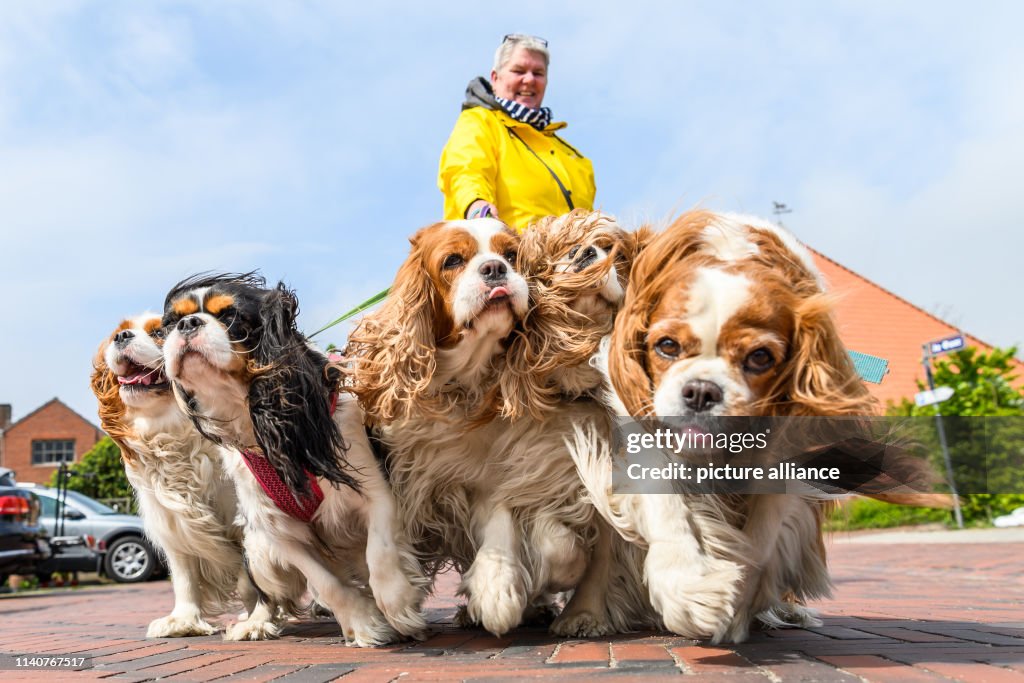 Dogs on holiday