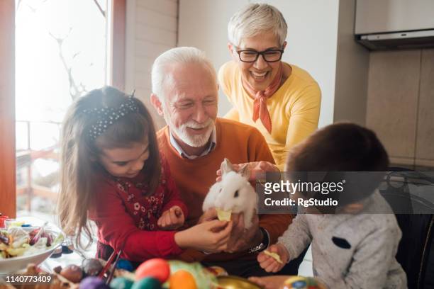 children and grandparents petting an animal - family rabbit stock pictures, royalty-free photos & images