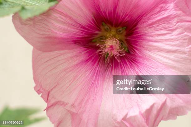 close up of a pink hollyhock - marsh mallow plant stock pictures, royalty-free photos & images
