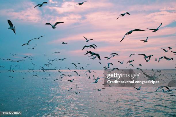 scenic view of  seagulls flying above sea against sky during sunset, thailand - vogelschwarm stock-fotos und bilder