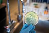 E. coli or coliform bacteria isolated and culture from running supply water