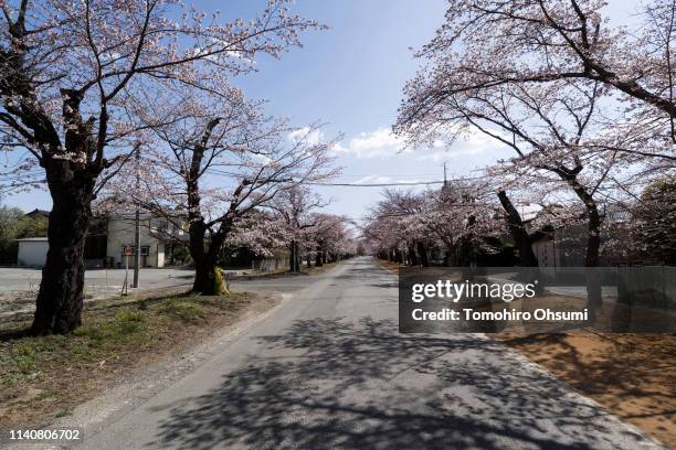 Cherry trees are in bloom inside the difficult-to-return zone in the Yonomori area on April 6, 2019 in Tomioka, Fukushima, Japan. The tunnel with...