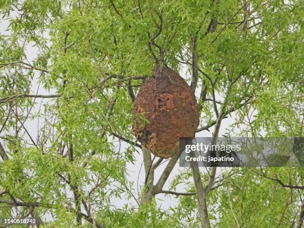 asian wasp nest - murder hornets bildbanksfoton och bilder