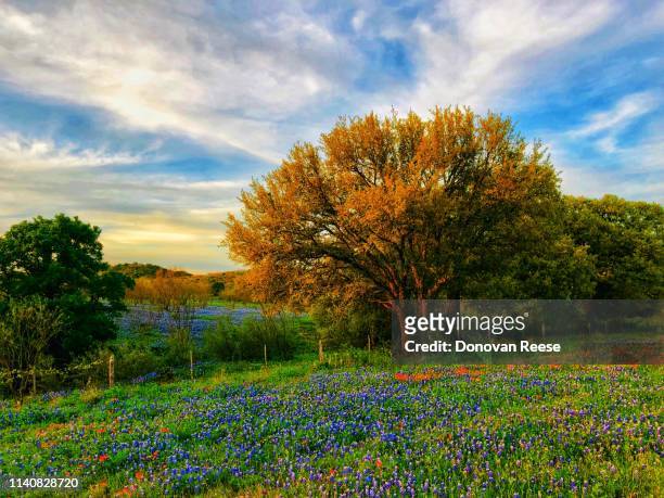 texas hill country landscape    wildflowers - fredericksburg ストックフォトと画像