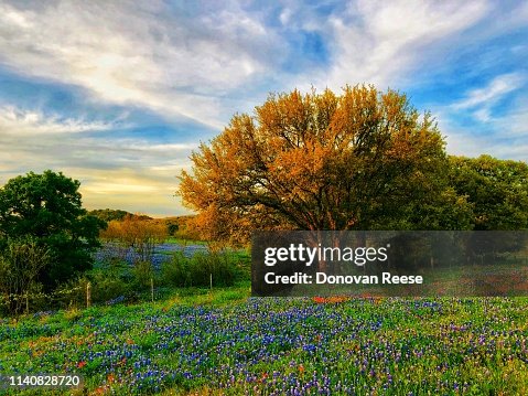 Texas Hill Country Landscape Wildflowers Texas Hill Country Landscape Wildflowers