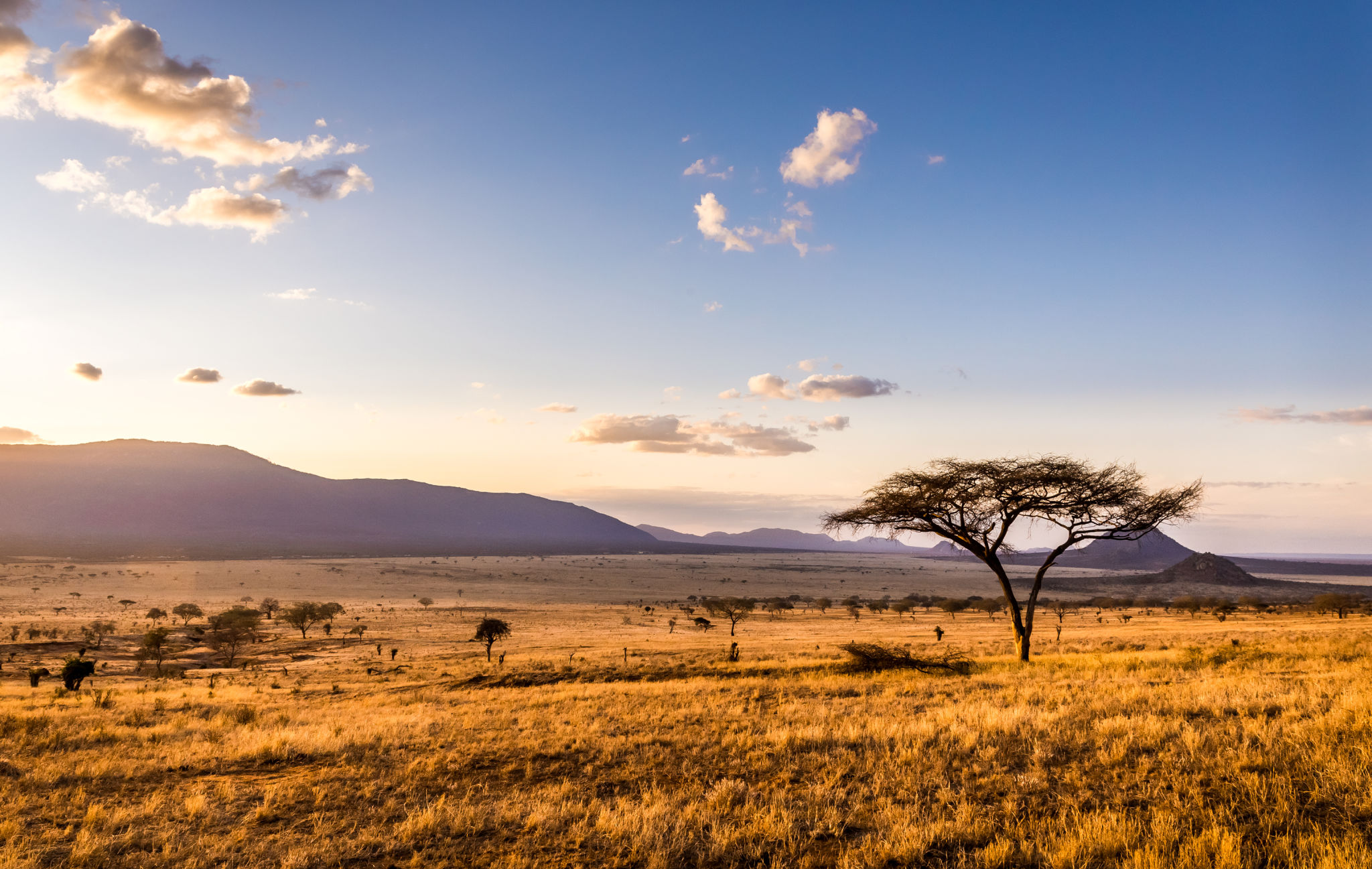 african savannah