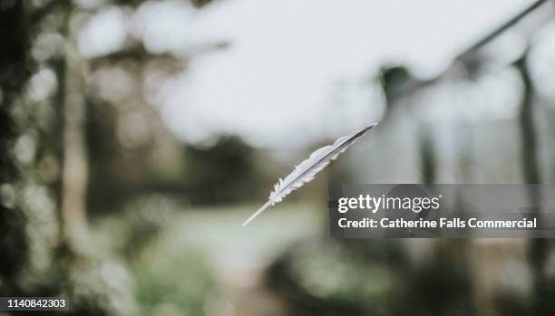 light as a feather - falling feathers stock pictures, royalty-free photos & images