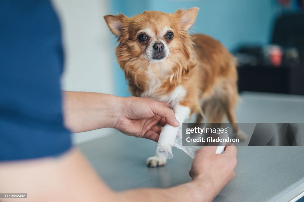 Chihuahua-verletzte Beine