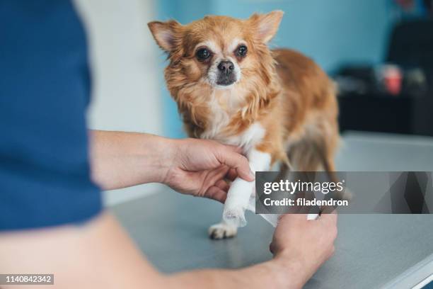 chihuahua's injured leg - injured dog stock pictures, royalty-free photos & images