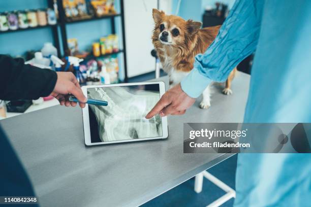 veterinari che esaminano i raggi x - chihuahua dog foto e immagini stock