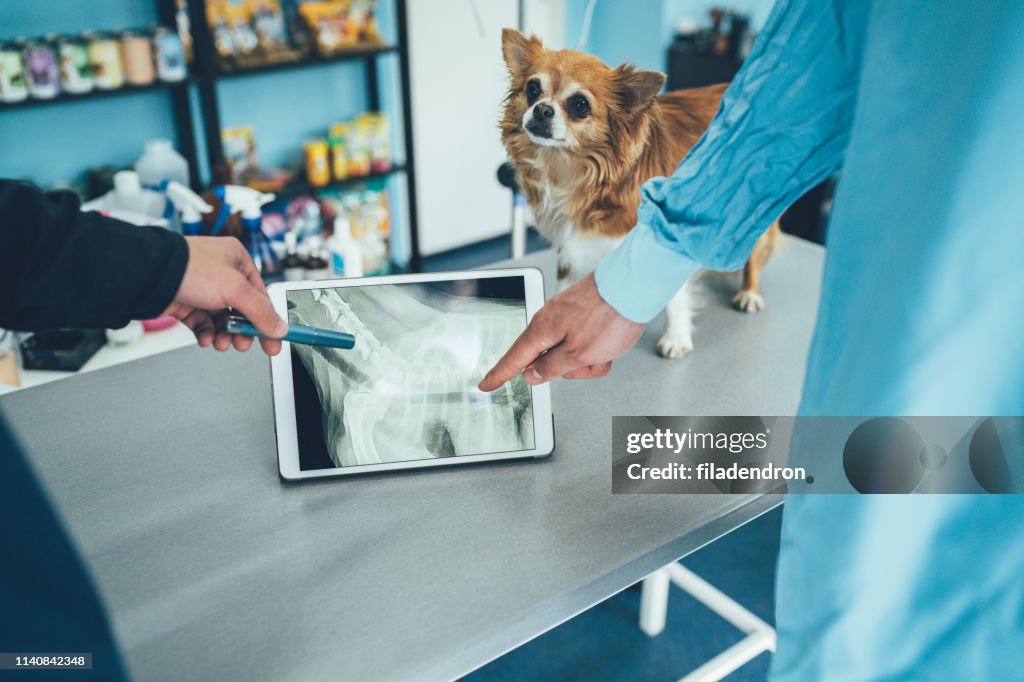 Dierenartsen onderzoeken X-Ray
