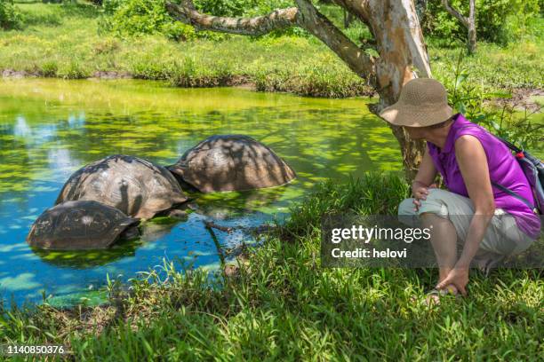 galapagos riesenschildkröte - galapagos giant tortoise stock-fotos und bilder