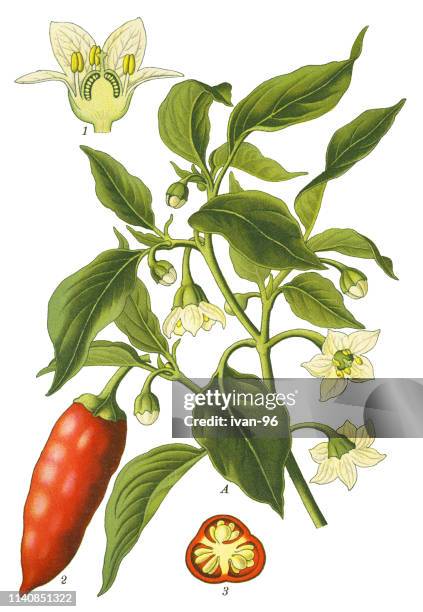 ilustrações de stock, clip art, desenhos animados e ícones de capsicum, peppers,  cayenne peppers - pimentão