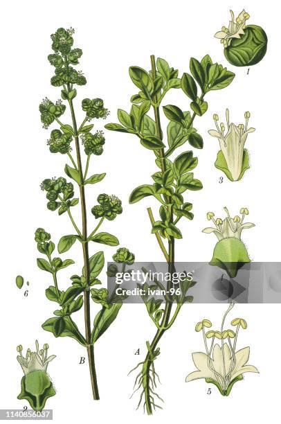 marjoram, oregano, sweet marjoram - marjoram stock illustrations