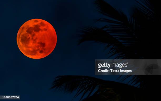lunar eclipse by palm tree fronds - maansverduistering stockfoto's en -beelden
