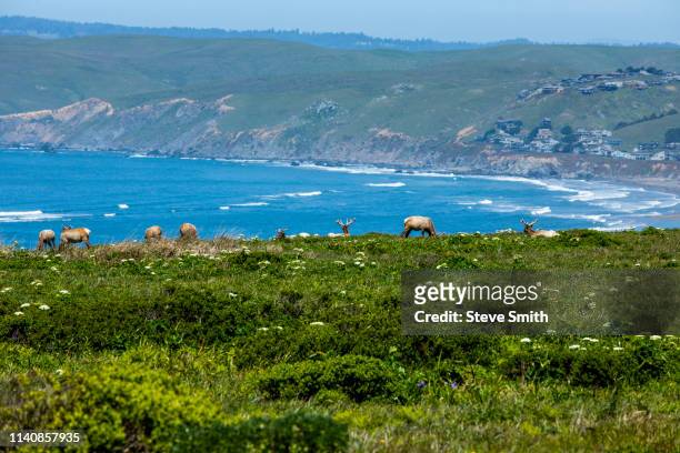 elk grazing by sea in san francisco, california, usa - bahía tomales fotografías e imágenes de stock