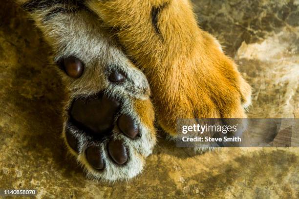 tiger cub's paws - striped cat stock pictures, royalty-free photos & images