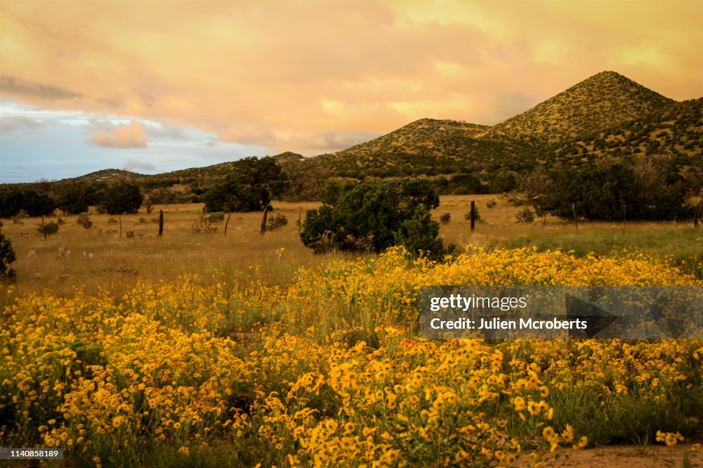 Daisies in field in Santa Fe, New Mexico, USA