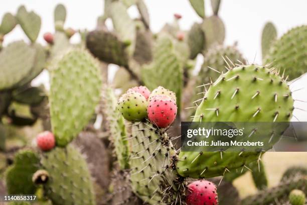 prickly pear - prickly pear cactus stock pictures, royalty-free photos & images