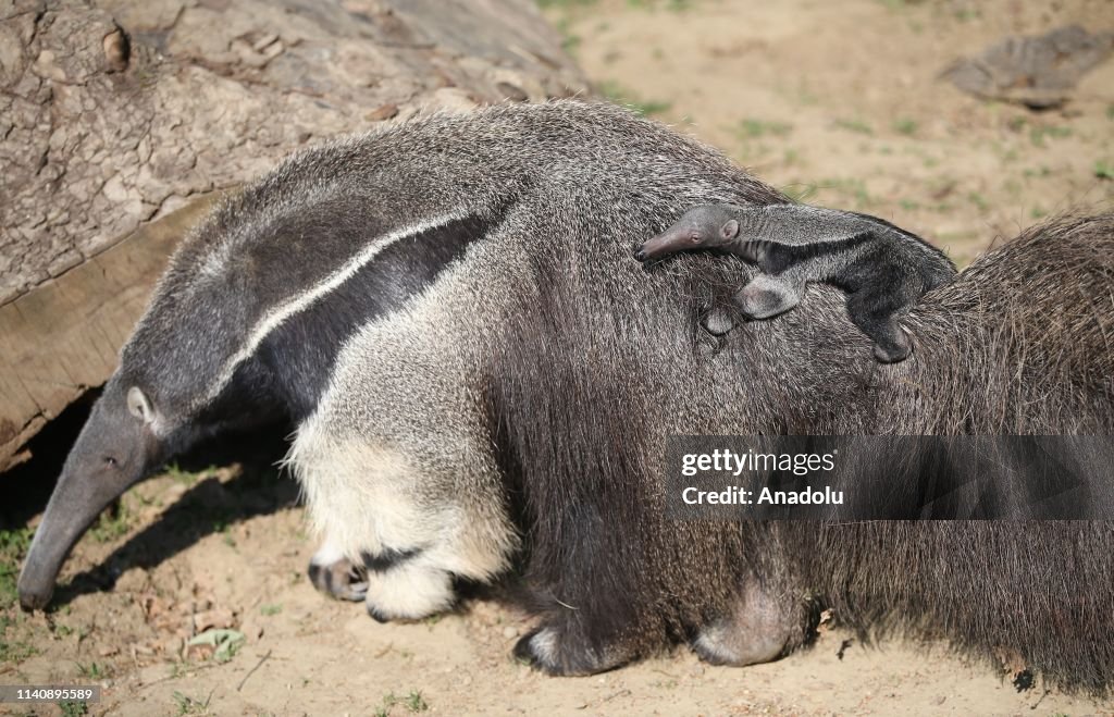 Newborn ring-tailed lemurs and giant anteaters at Bursa Zoo
