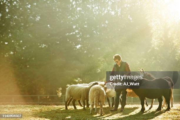 it’s breakfast time and everyone’s invited - sheep farm stock pictures, royalty-free photos & images