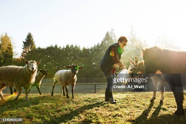 hand fed animals are happy animals - daily bucket stock pictures, royalty-free photos & images