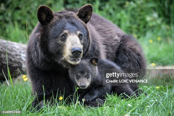 Newly born Baribal American black bear lays next to its mother on May 3, 2019 at the Planete Sauvage zoological park in Port-Saint-Pere, near Nantes,...